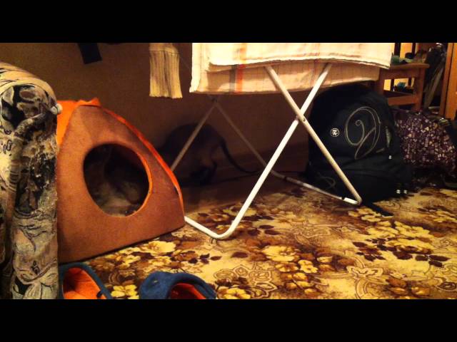 Retarded cats