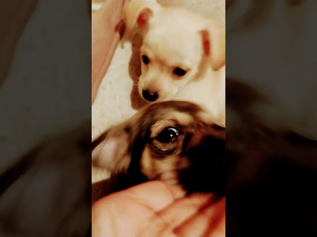 ☐ like☐ fun video☑ I'm cewt as 123