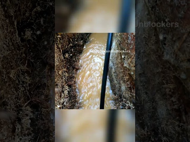 Manhole Full of ROOTS #plumber #drain #sewer