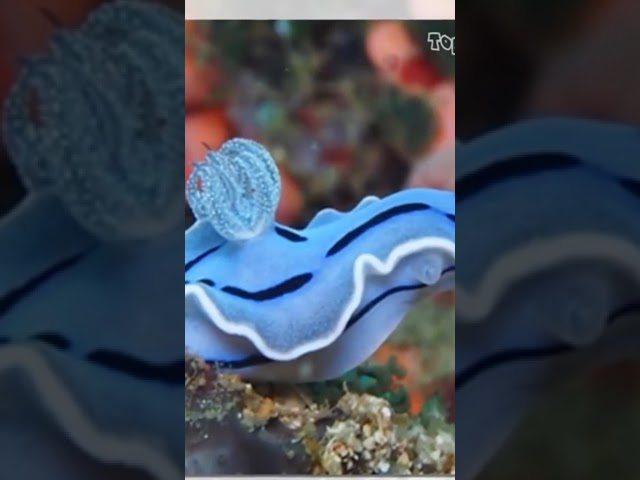 Pokémollusca Pokemon in Real Life! #shorts