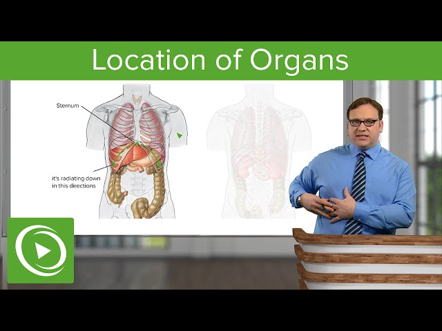 🏥 Locating Organs with Surface Landmarks: Do You Know Where Key Organs Are?