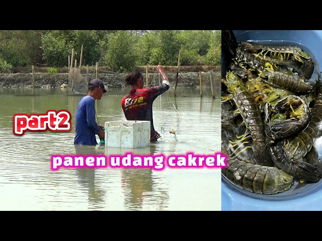 part2 panen udang cakrek ,