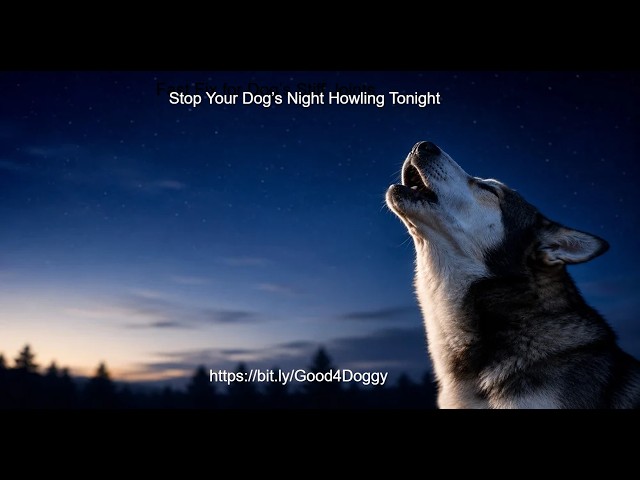 Is Your Dog Keeping You Awake? Stop Your Dog’s Night Howling Tonight With These Tips