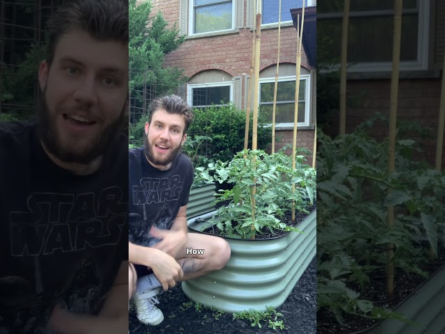 The Best Time to Check Your Garden