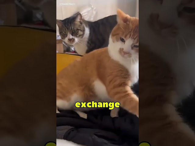 When you have a gangster cat in your house