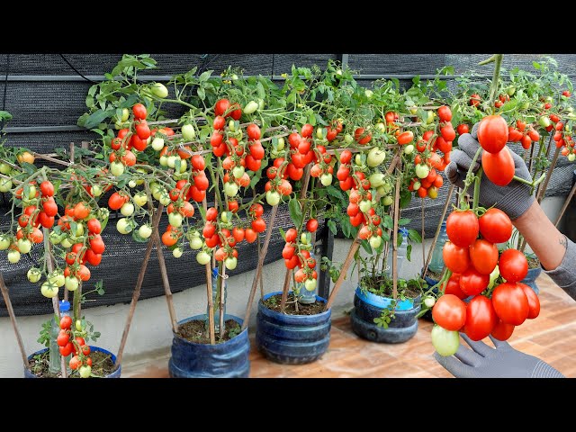 Growing super-fruitful Tomatoes with just a few plastic bottles