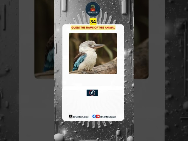 Guess the name of this bird #triviachallenge #fypシ゚viral #brightestquiz #quizgame #animalshorts