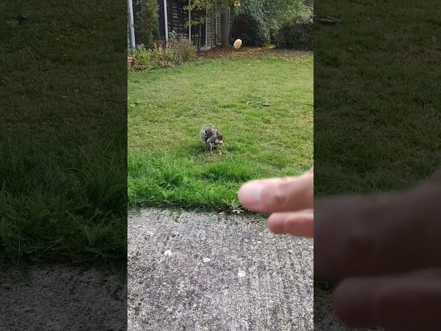 Feeding the squirrel