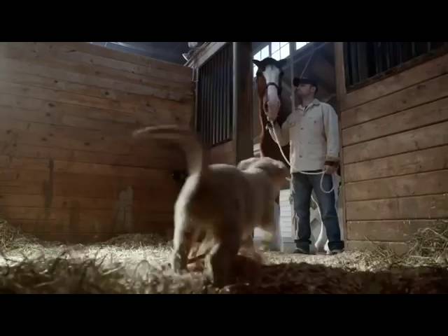 2015 Budweiser Super Bowl XLIX Commercial Lost Dog Puppy BestBuds  TV Ad Spot