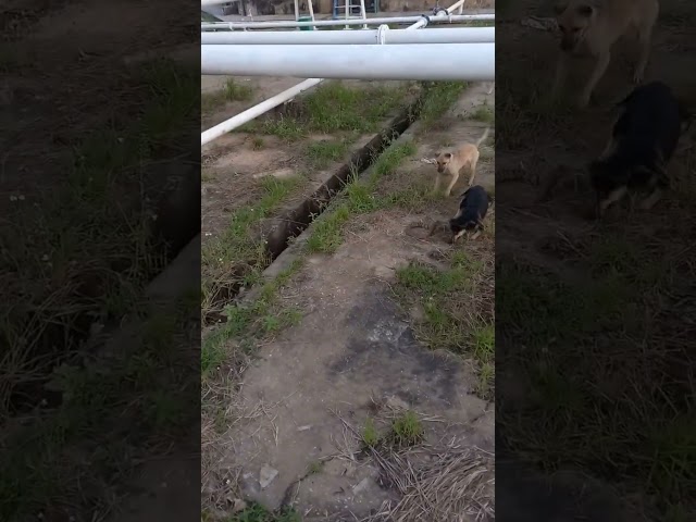 Dogs - Siêu chó cỏ bắt rắn