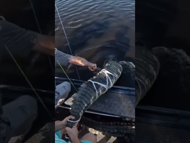 HUGE ALLIGATOR CAPTURED! 13/20 #viral #short #youtubeshorts #shorts #viralvideo #youtube #shortvideo