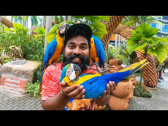 മക്കാവോ കിളിയെ വാങ്ങലും ആന മസാജും | Thailand Wala Trip Ep : 3 | M4 Tech |