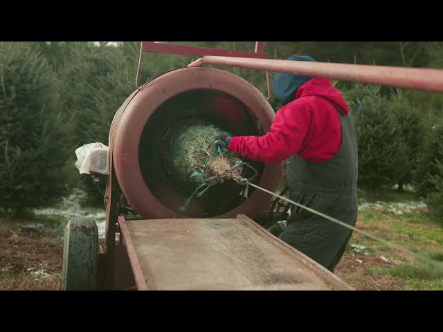 Genetically Improving Christmas Trees