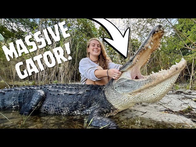 Catching a GIANT Alligator with an Aussie Madman!