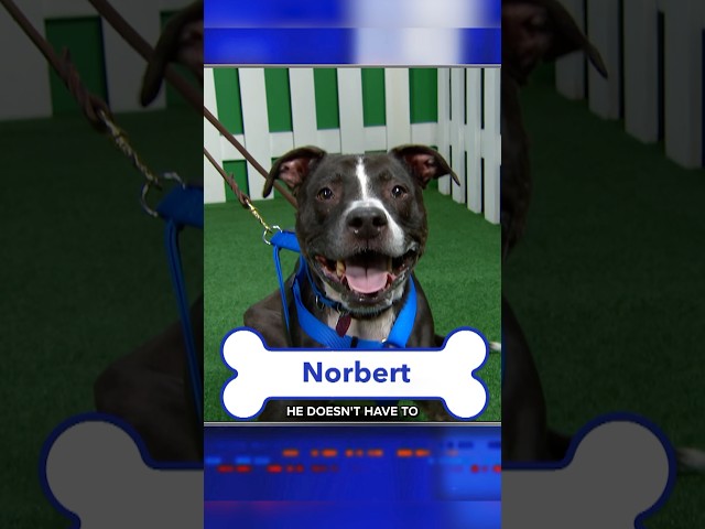 Norbert’s still up for adoption! Let’s him find a home - link in bio!🐾 #colbert #dogs #adopt