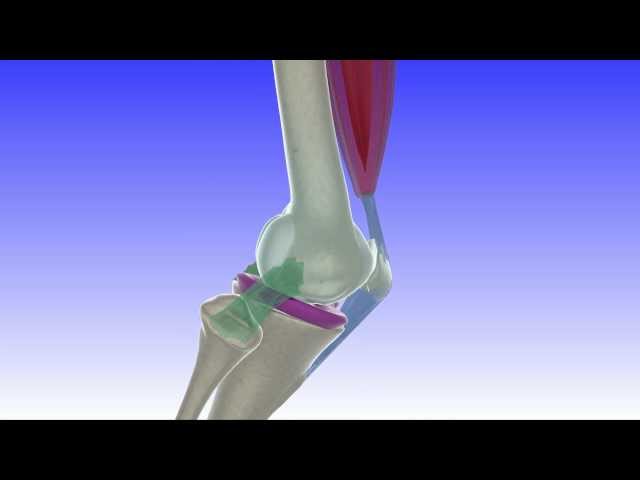 ScienceVisuals/Visualbiotech - "Anatomy of the Knee Articulations"