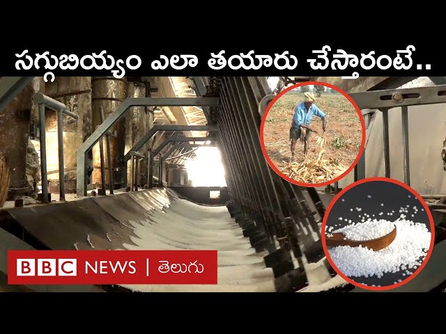Sago Processing: తీయటి పాయసంలో పూసల్లా నోటికి తగిలే సగ్గుబియ్యం ఇలా తయారవుతుంది | BBC Telugu