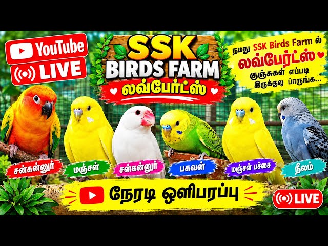17/09/2026:Live Stream SSK Birds Farm in Tindivanam❤️