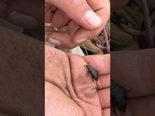 Behind-the-Scenes with Burying Beetles | #DeepLook #Shorts