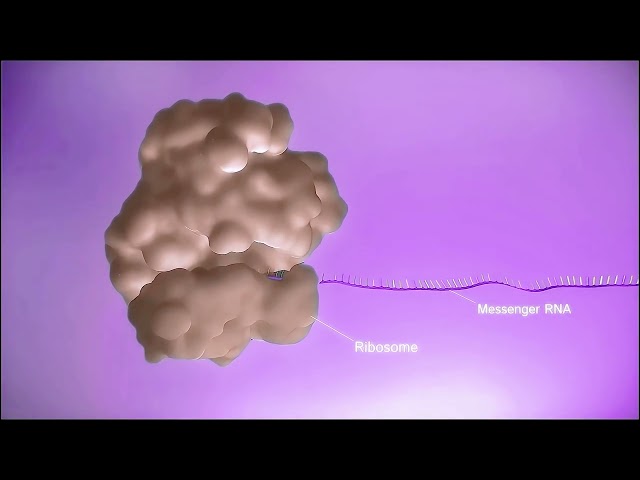 3.3.2 DNA Transcription and Protein Synthesis Animation