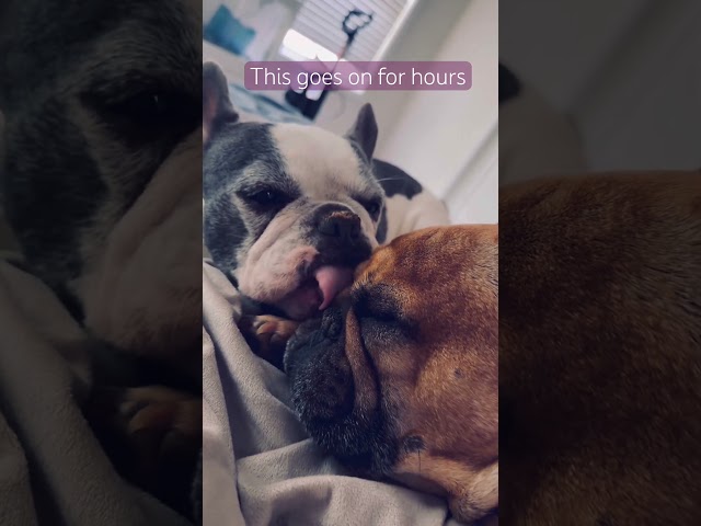 Frenchies ASMR