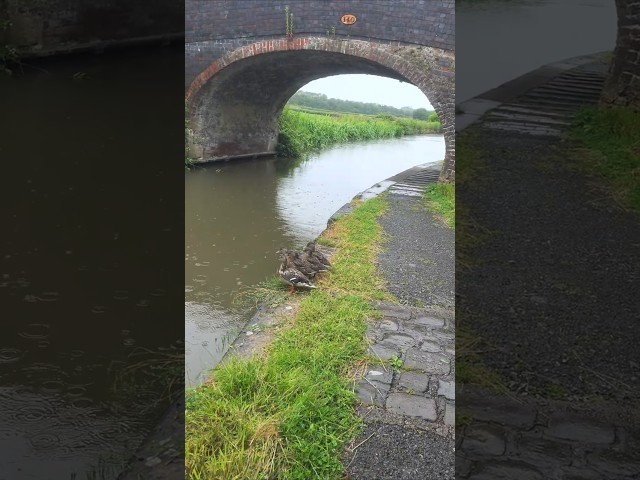 Duck family jumps into the water one by one 🦆🌧️