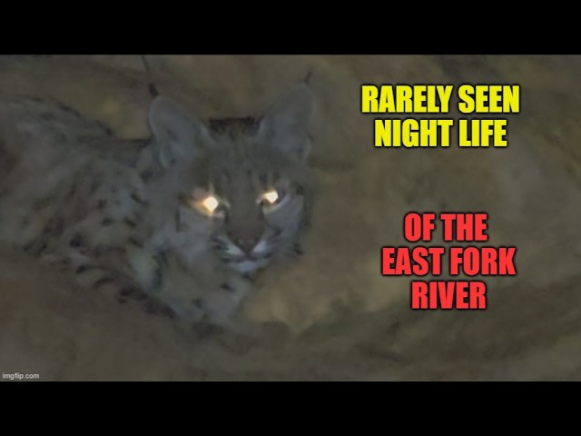 Gold, wild life and legends of the East Fork River