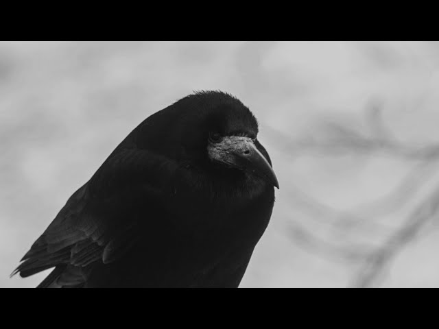 RAVN - Kalt (Music Video)