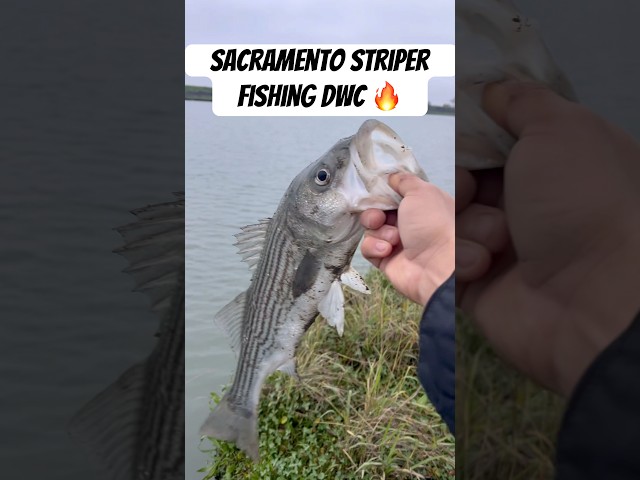 Sacramento Striper Fishing at Deep Water Channel has been producing 🔥 #sacramento#fishing#striper