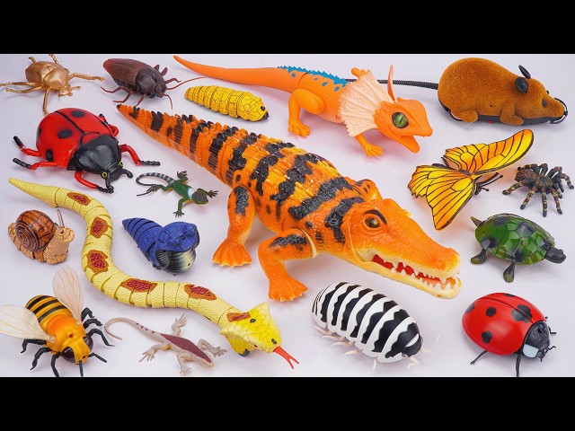 ZURU ROBO ALIVE COLLECTION | UNBOXING Robo Huge Crocodile, New RC Naja Cobra Snake Compilation ASMR
