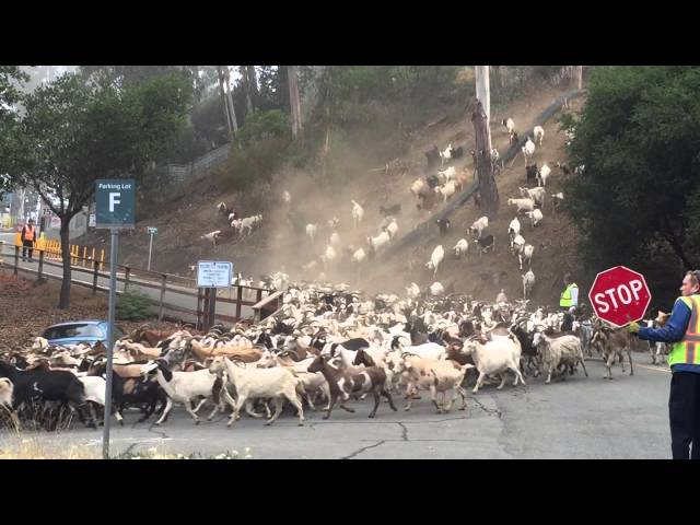 "Goats Gone Wild" - Sustainability & Fire Safety at Berkeley Lab