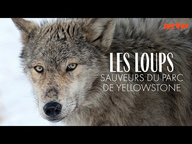 Les loups, sauveurs du parc de Yellowstone - Documentaire Animalier Arte