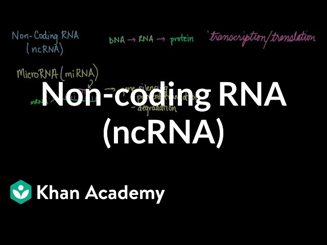 Non-coding RNA (ncRNA) | Biomolecules | MCAT | Khan Academy