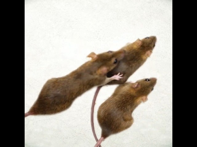 REAL Rat/MICE videos for cats to watch play Cat TV games