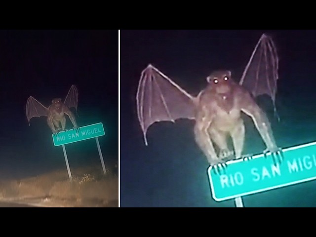 Unknown Creatures Caught on Camera That Should Not Exist