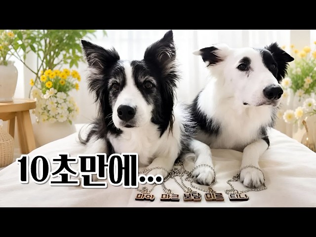My Border Collies kept losing them, so I made these in 10 seconds