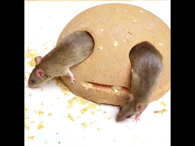 rat/mouse for cats to watch tikus/chuha CAT TV