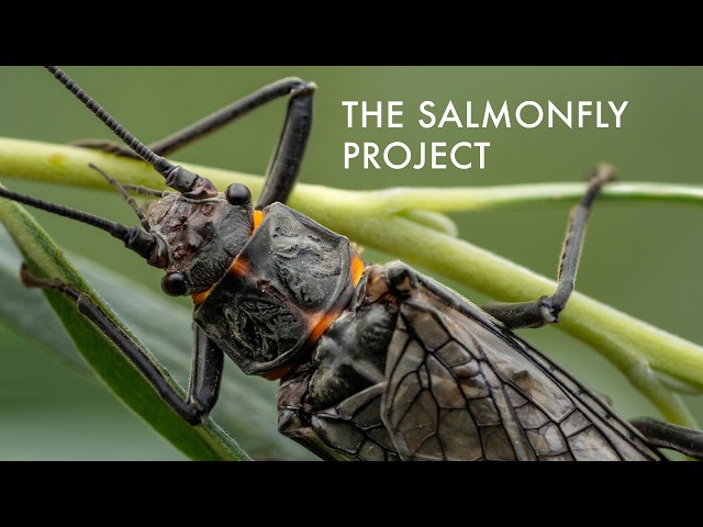 Meet the Salmonfly Project: The Grassroots Effort to Protect Fly Fishing’s Future