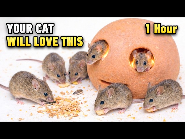 Cat TV for Cats to Watch 🐭 REAL MICE Hide & Seek | Keep Your Cat Busy (1 Hour)