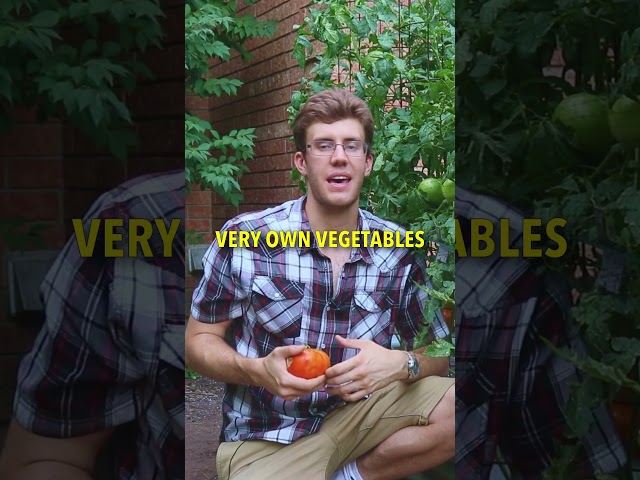 Grow TONS of Fresh Produce at Home! 🍅 🧺