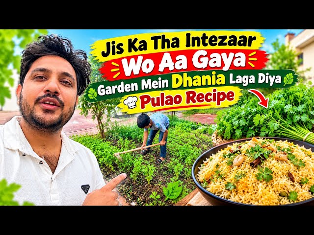 JIS KA THA INTEZAAR WO AA GAYA | GARDEN ME DHANIA LAGA DIYA | pulao recipe .. babar akbar vlog