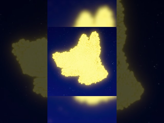 Glowing Animals In The Night Sky 🌟 #CoComelon
