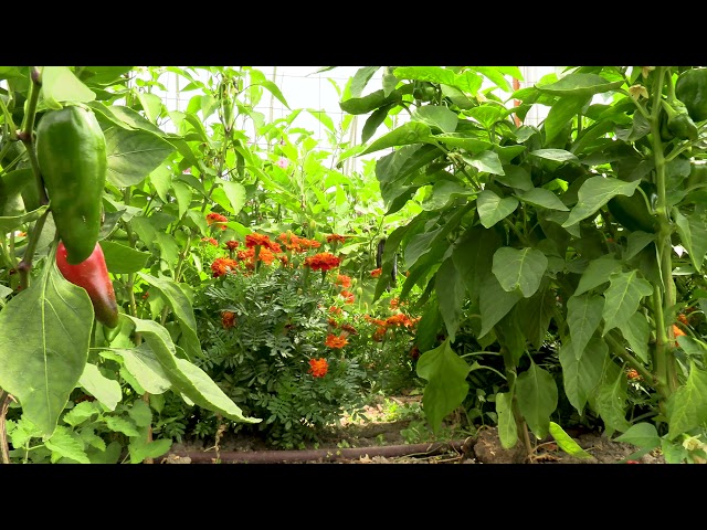 Seed Saving and Lending Library - Eccles Health Sciences Library 50th Anniversary