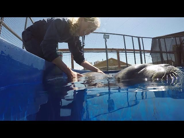 Training Arctic Seals to Save Species