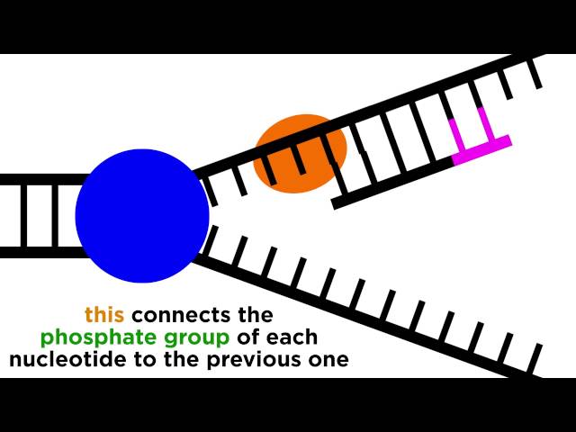 DNA Replication: Copying the Molecule of Life