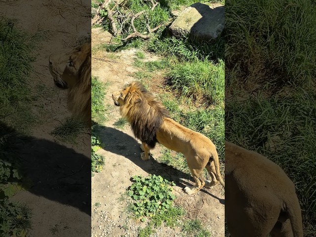 Huge Lion and Lioness #shortvideo #shorts #kids