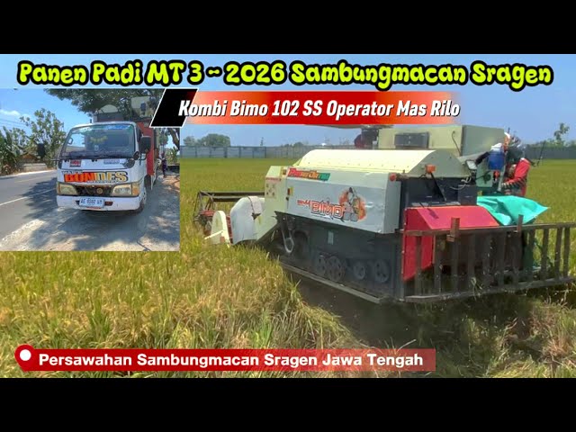 Panen Padi MT 3 - 2O26 | Sambungmacan Sragen 