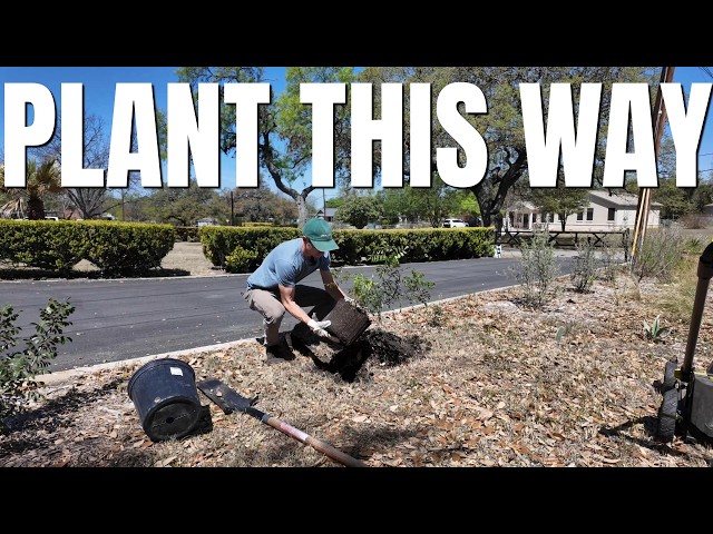How to Start a Native Plant Garden in Texas (From Scratch)