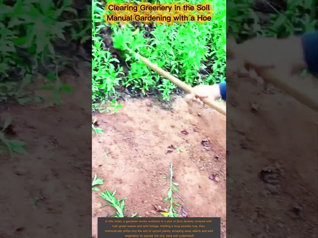 How to Clear Weeds Fast with a Gardening Hoe | Manual Land Clearing
