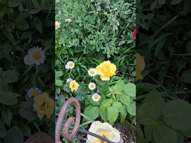 June 14, 2026 Garden stroll with Michael